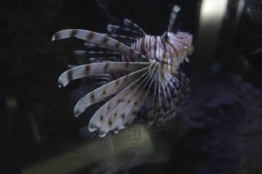 Akvaryumdaki balıklar