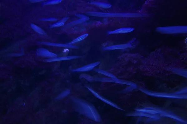 Vissen Een Aquarium — Stockfoto