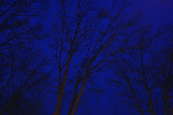 Дерево Зимову Ніч — стокове фото