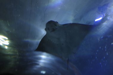 Akvaryumda suda yaşam