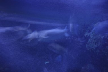 Akvaryumda suda yaşam