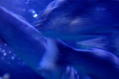 Akvaryumda suda yaşam