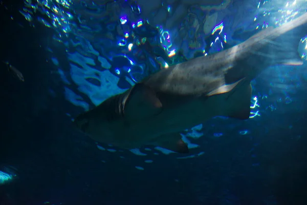 Wasserlebewesen Aquarium — Stockfoto