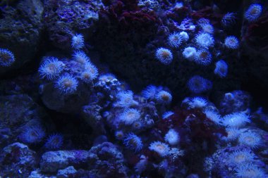 Akvaryum balıkları