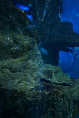 Akvaryum balıkları