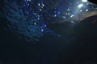 Akvaryumda suda yaşam