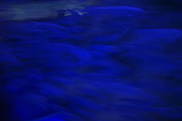 Akvaryum Balıkları — Stok fotoğraf