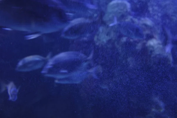 Рыба Аквариуме — стоковое фото