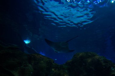 Akvaryumda suda yaşam