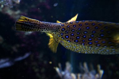 Akvaryumda suda yaşam