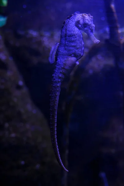 Aquatic life in an aquarium