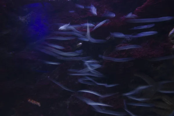 Морская Жизнь Аквариуме — стоковое фото