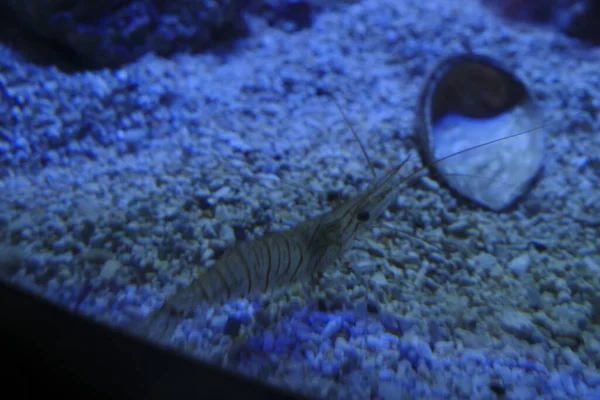 Meereslebewesen Aquarium — Stockfoto