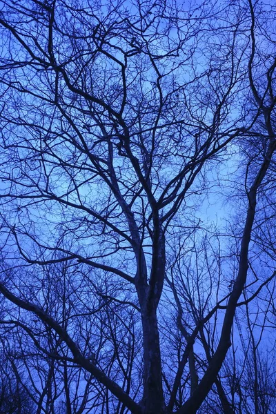 Fák Egy Városi Parkban Este — Stock Fotó