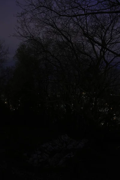 Trees Urban Park Evening — Stock Photo, Image