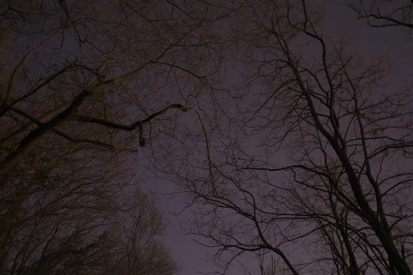 Parc Urbain Dans Une Nuit Hiver — Photo