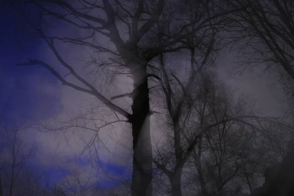 冬の夜の都市公園 — ストック写真