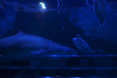 Akvaryumda deniz yaşamı