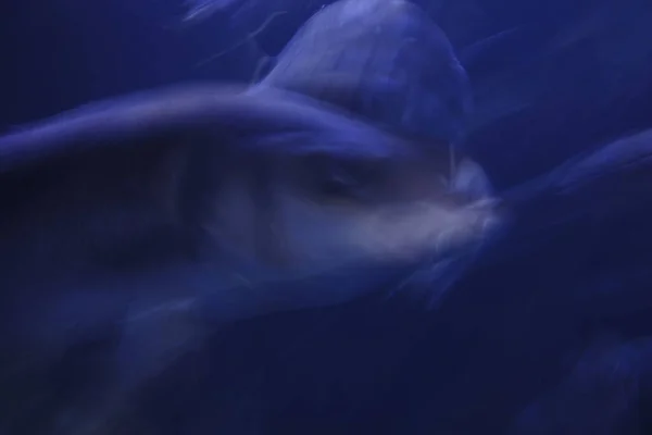 Meereslebewesen Aquarium — Stockfoto