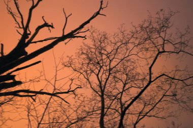 Şehir parkındaki ağaçlar