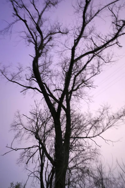Bäume Stadtpark — Stockfoto