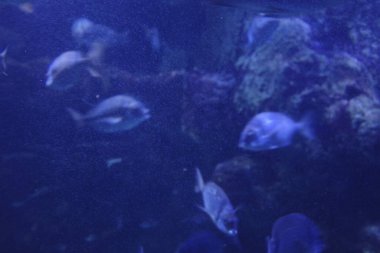 Akvaryumda deniz yaşamı
