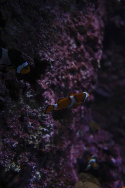 Akvaryumun akvaryumunda balıklar