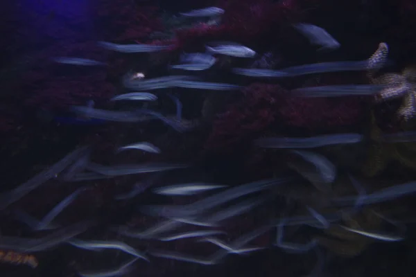 Морская Жизнь Аквариуме — стоковое фото