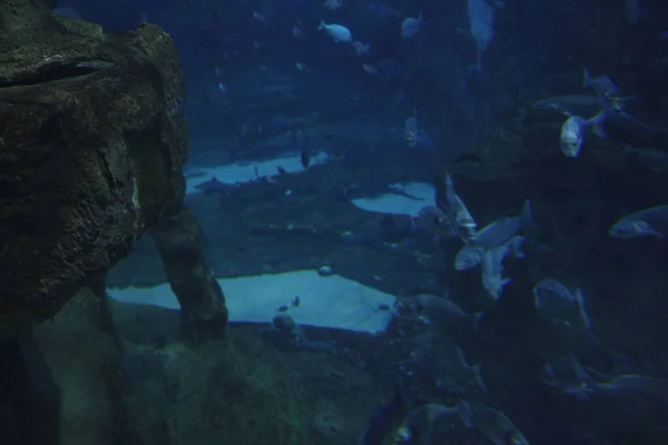 水族館での海の生活 — ストック写真