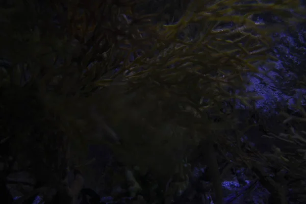 Akvaryumda Deniz Yaşamı — Stok fotoğraf