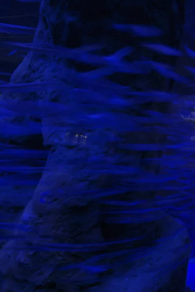 Sea Life Aquarium — Stock Photo, Image