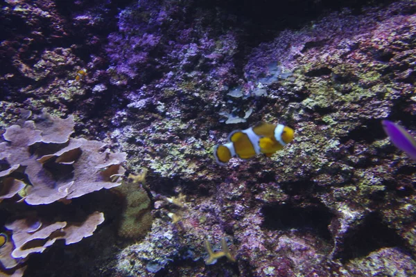 Pesci Nel Serbatoio Acquario — Foto Stock