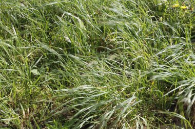 Bir şehir parkında bitki örtüsü