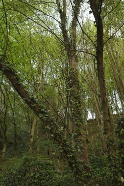 Bir şehir parkında bitki örtüsü