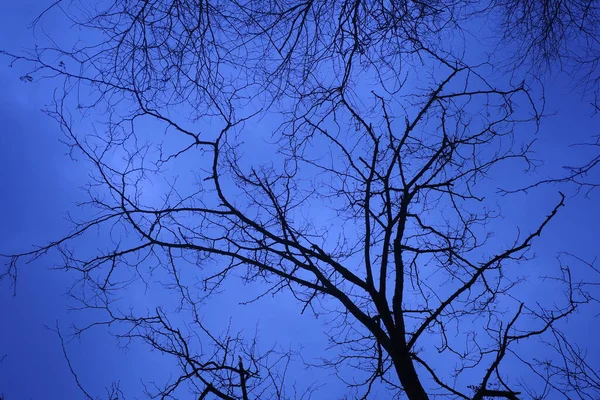 Bäume Wald — Stockfoto