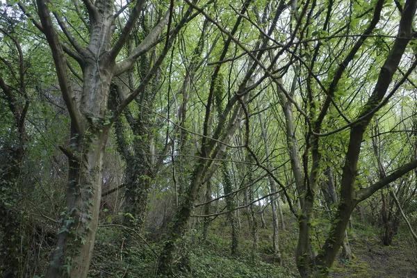 Trees Forest — Stock Photo, Image