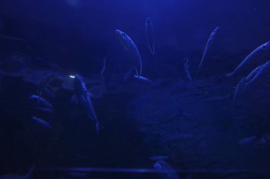 jöle balık bir akvaryum