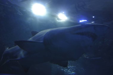 jöle balık bir akvaryum