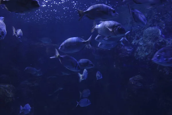 水族館のクラゲ — ストック写真