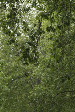 Bir şehir parkında bitki örtüsü