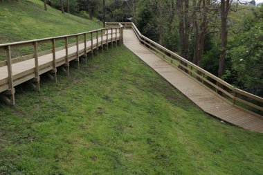 Bir şehir parkında bitki örtüsü