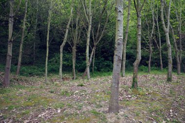 Bir şehir parkında bitki örtüsü