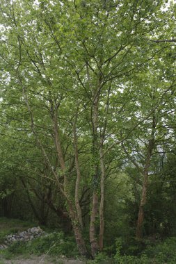 Bir şehir parkında bitki örtüsü