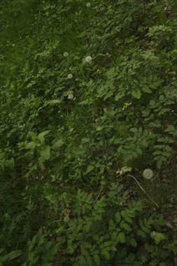 Bir şehir parkında bitki örtüsü