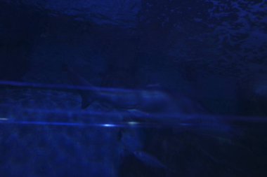 Akvaryumdaki bir balığa yaklaş.