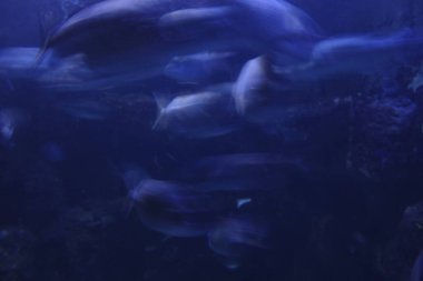 Akvaryumdaki bir balığa yaklaş.