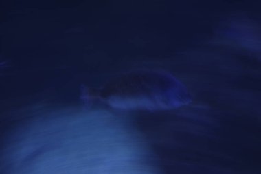 Akvaryumdaki bir balığa yaklaş.