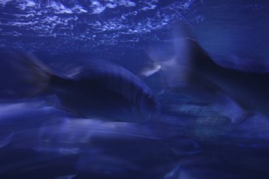 Akvaryumdaki bir balığa yaklaş.