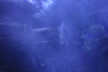 Akvaryumdaki bir balığa yaklaş.