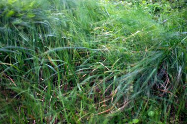 Bir şehir parkında bitki örtüsü